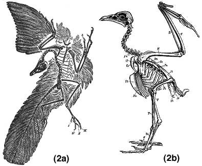 outlines of birds. skeleton of a modern ird