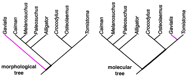 [Two incongruent phylogenetic trees of crocodile species]