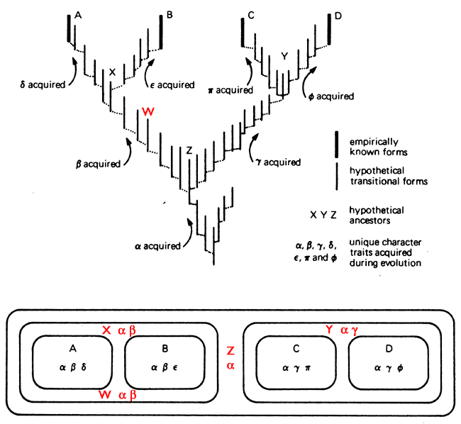 hierarchy of evidence. nested hierarchy,