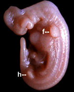 dolphin_embryo.jpg