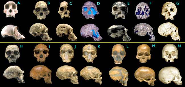 http://www.talkorigins.org/faqs/comdesc/images/hominids2.jpg