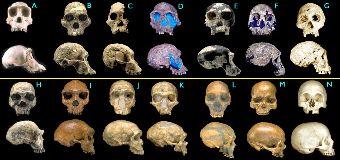 Figure 1.4.4. Fossil hominid skulls.