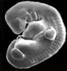 [Figure2.4.1 (human embryo)]