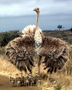 http://www.talkorigins.org/faqs/comdesc/images/ostrich.jpg