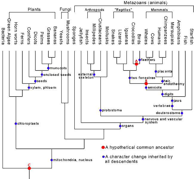  A Consensus Phylogenety of All Life]