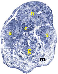 tail_cross_section.jpg