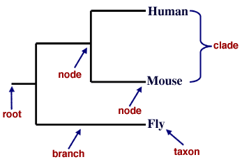 Tree a phylogenetic parts of Artic Network