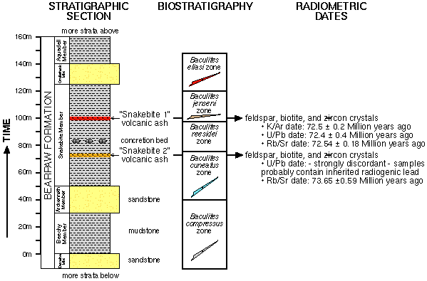 Stratigraphic section, biostratography, and radiometric dates