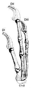 Deinonychus claws