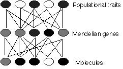 Three levels each with many components interacting with components of adjacent level(s): Population traits, Mendelian genes, and Molecules