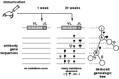 [Fig3]