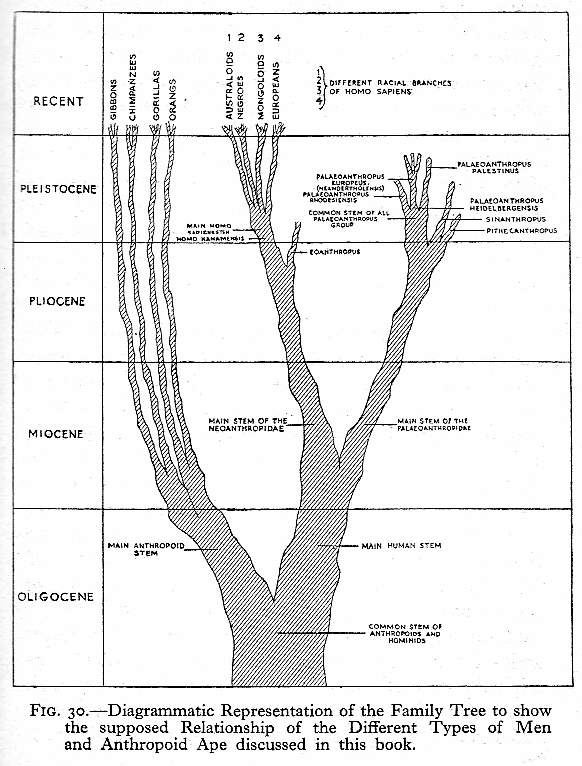 Human Evolution Tree Chart