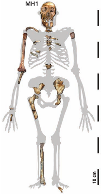 Malapa Hominid 1