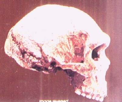 gorilla skull vs human skull