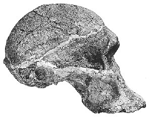 Hominid Skull Comparison Chart