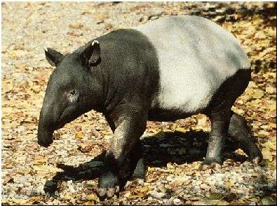 tapir.jpg