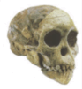 taung_small.gif