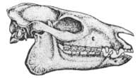 Hyracotherium skull