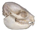 hyrax.jpg