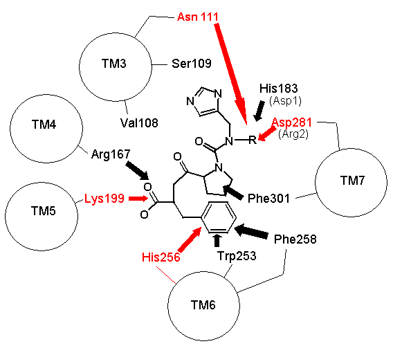 Angiotensin binding to AT1 receptor