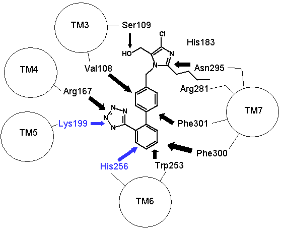 Losartan binding to AT1 receptor