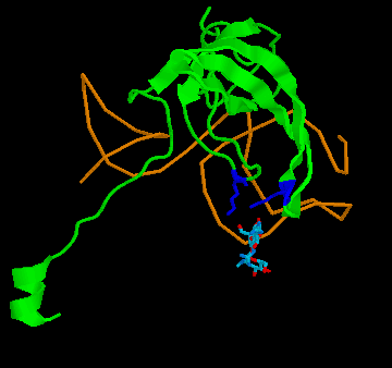 Streptomycin binding to S12