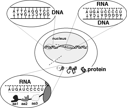 DNA diagram