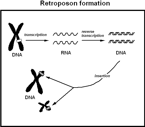 Retroposon formation