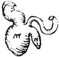 [Image of appendix and caecum drawn by Leonardo da Vinci]
