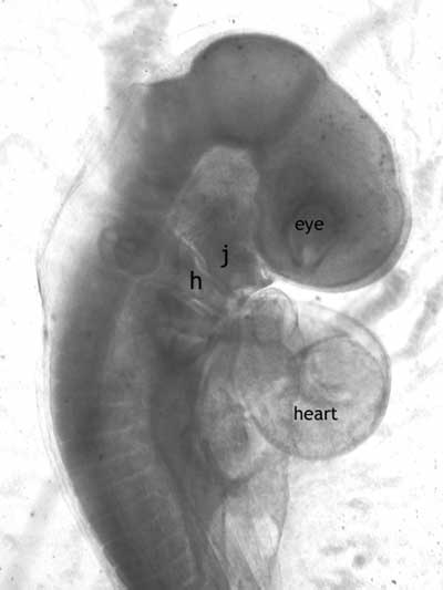 A chick embryo at the second day of development. The peculiar way that the 