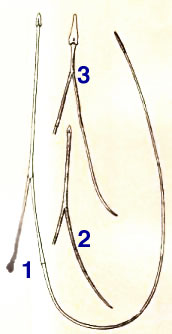 [Figure 5 (Diagram of three hyoids: adult flicker, juvenile flicker, and
sap-sucker.)]