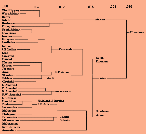 Language Evolution Chart