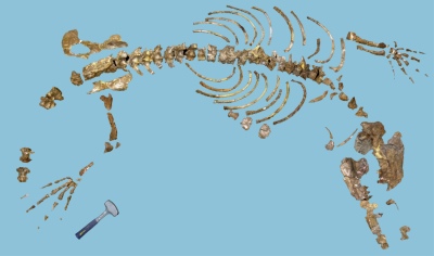 Ambulocetus skeleton