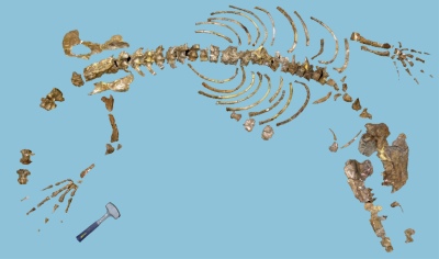 Ambulocetus skeleton