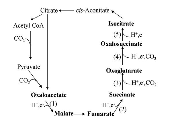 Chemical Reaction Engineering By Octave Levenspiel Solutions Manual