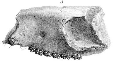 Owen's Hyracotherium skull
