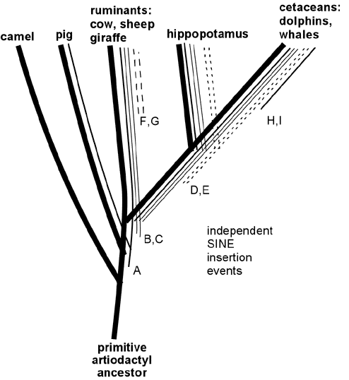 SINE insertions as tracers for phylogeny