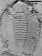 Amphilichas halli