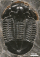 Asaphiscus wheeleri