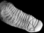 Cheirurus gibbus