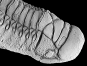 Cheirurus gibbus