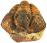 Diacalymene ouzregui