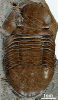 Homotelus bromidensis
