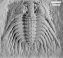 Leonaspis williamsi