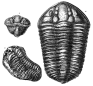 Siluria