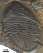 Ogygiocaris carella