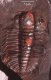 Olenoides seeratus
