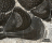 Phacops rana