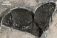 Phacops rana
