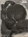 Phacops rana